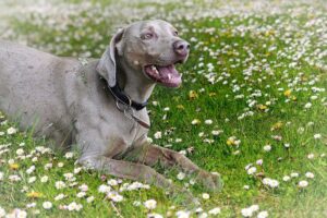 10 Dog Breeds Similar To German Shorthaired Pointers