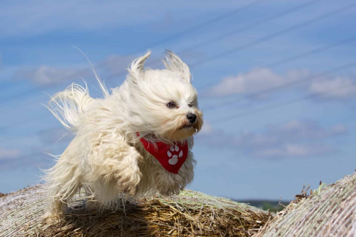 10 Dog Breeds Similar To Maltese