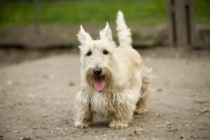 10 Dog Breeds Similar To Miniature Schnauzers