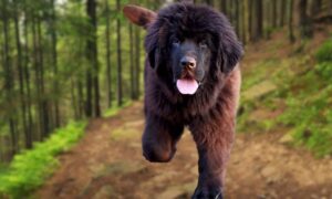 10 Dog Breeds Similar To Newfoundlands