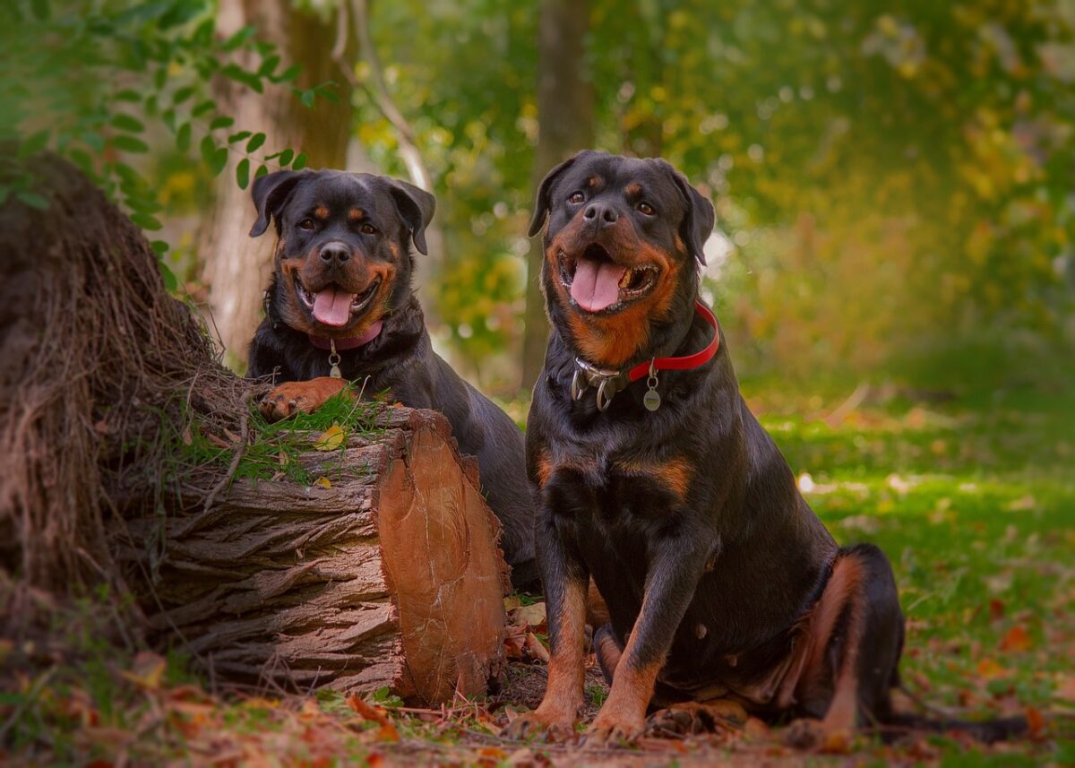 10 Dog Breeds Similar To Rottweilers