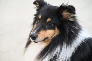 10 Dog Breeds Similar to Australian Shepherds