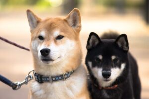 10 Dog Breeds Similar to Shiba Inu