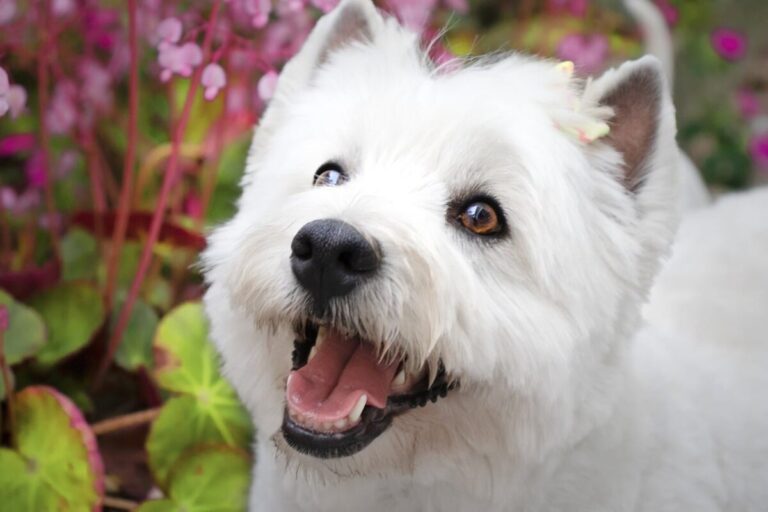 10 Dog Breeds Similar to Westies