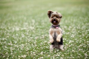 10 Dog Breeds Similar to Yorkies