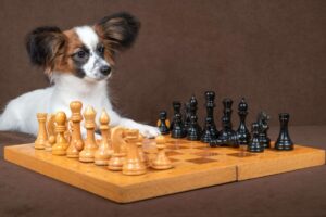 10 Dog Breeds That Are Smarter Than You Think