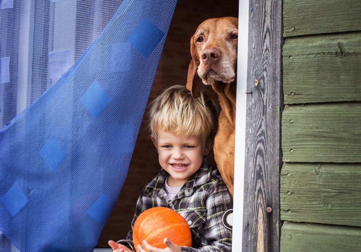 10 Dog Breeds That Love Kids the Most