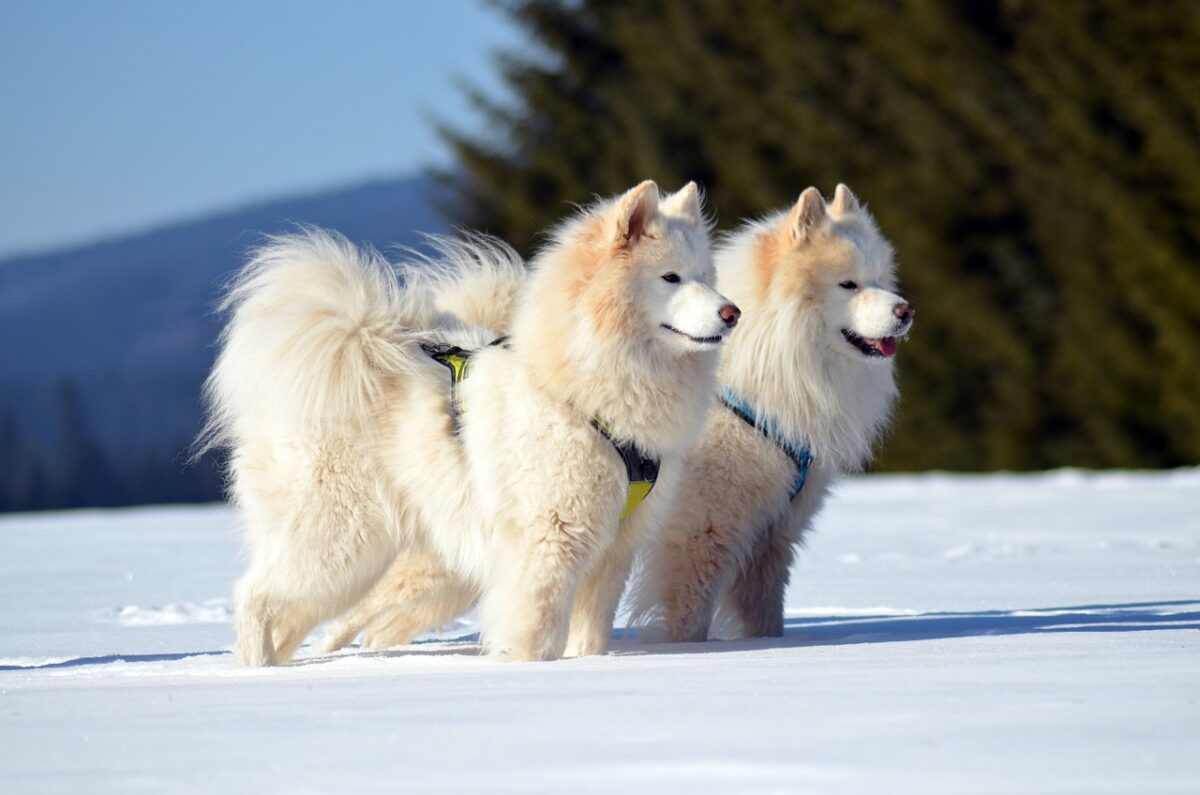 10 Dog Breeds That Prefer Winter Over Summer