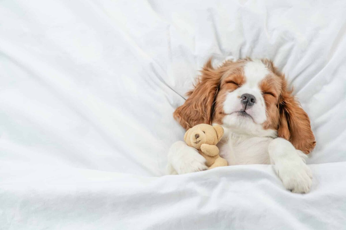 10 Dog Breeds With The Most Peculiar Bedtime Rituals