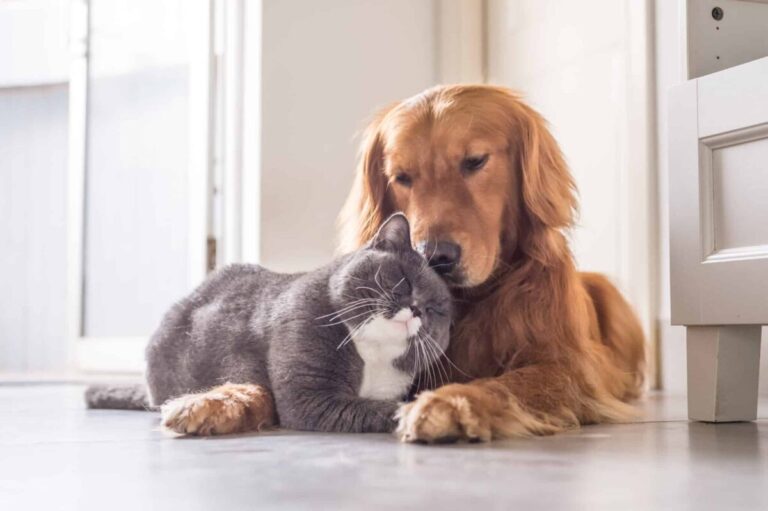 10 Dog Breeds With the Most Unusual Friendships with Other
Animals