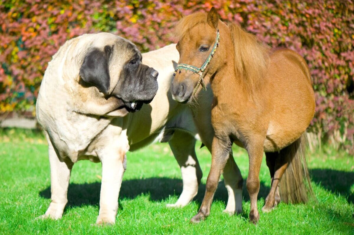 10 Largest &amp; Heaviest Dog Breeds In The
World