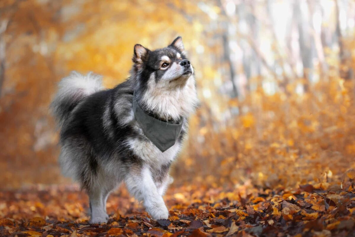 10 Lesser-Known Dog Breeds Who Are Extremely
Friendly