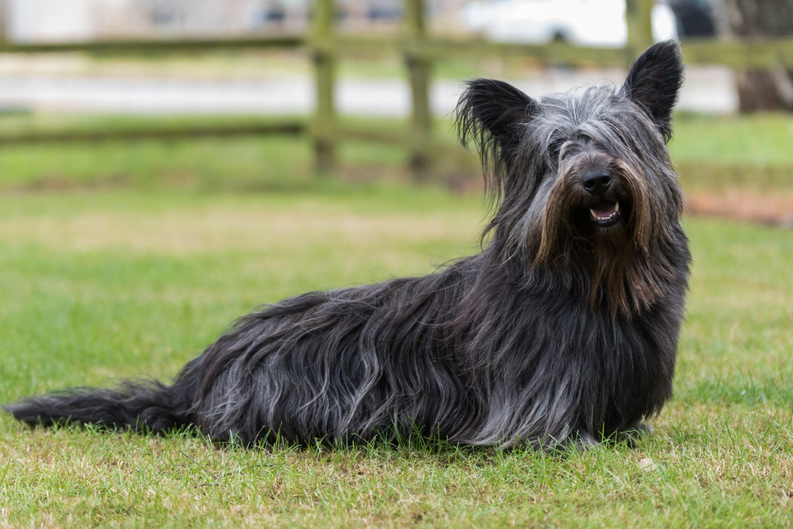 10 Most Timid Dog Breeds