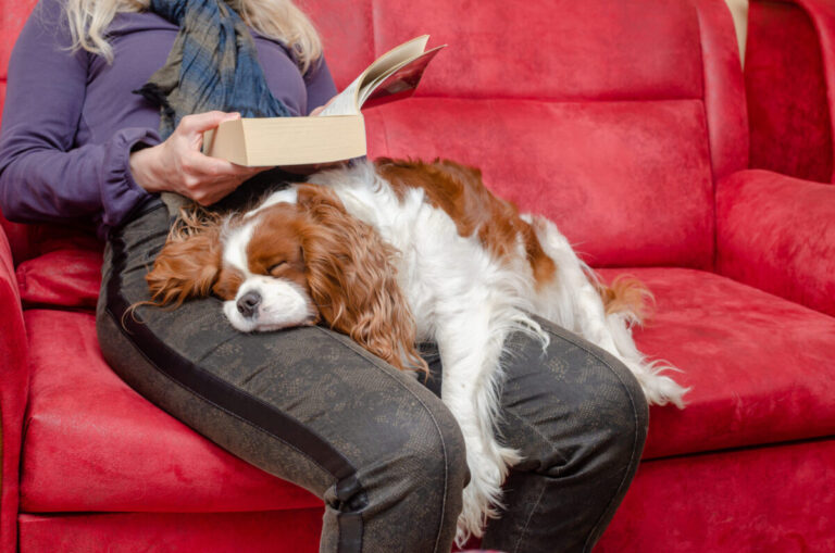 10 Quiet &amp; Discreet Dog Breeds Great For Apartment
Dwellers