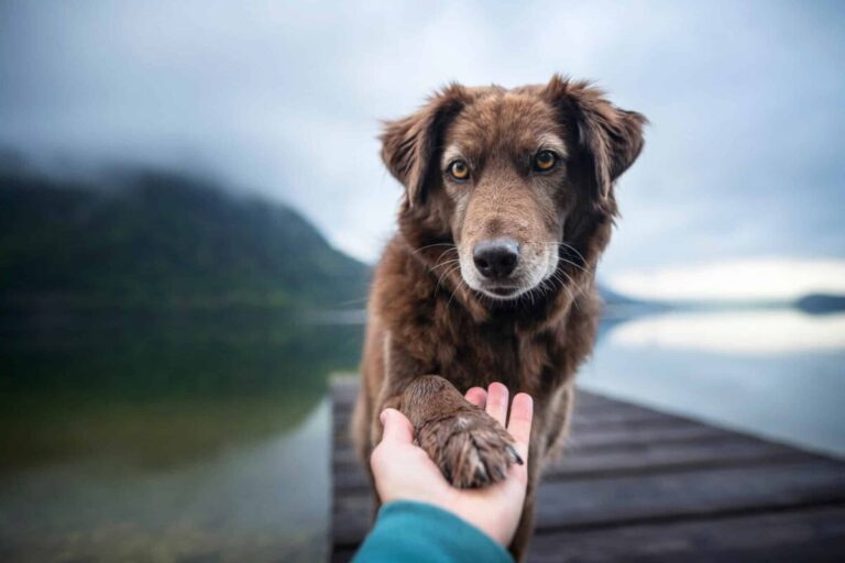 10 Reasons Why Your Dog Is Better at Networking Than You
Are