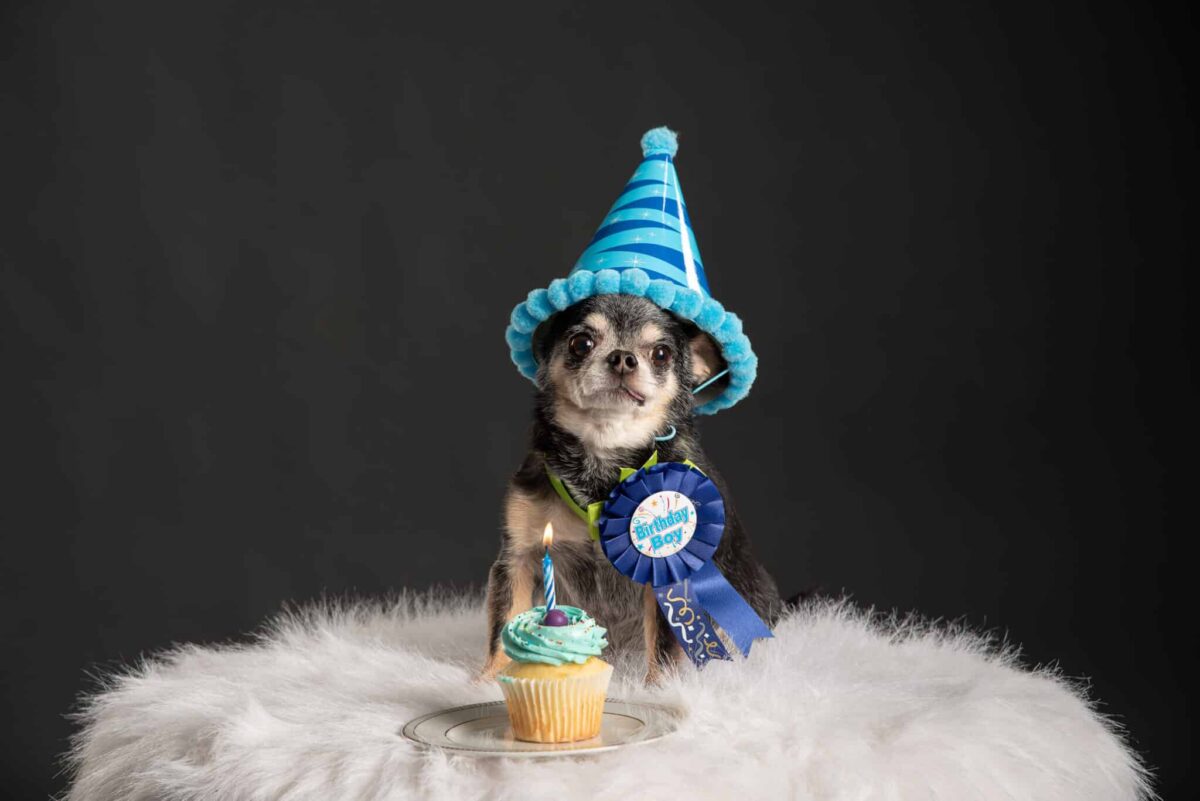 10 Small Dog Breeds That Thrive In Their Senior
Years