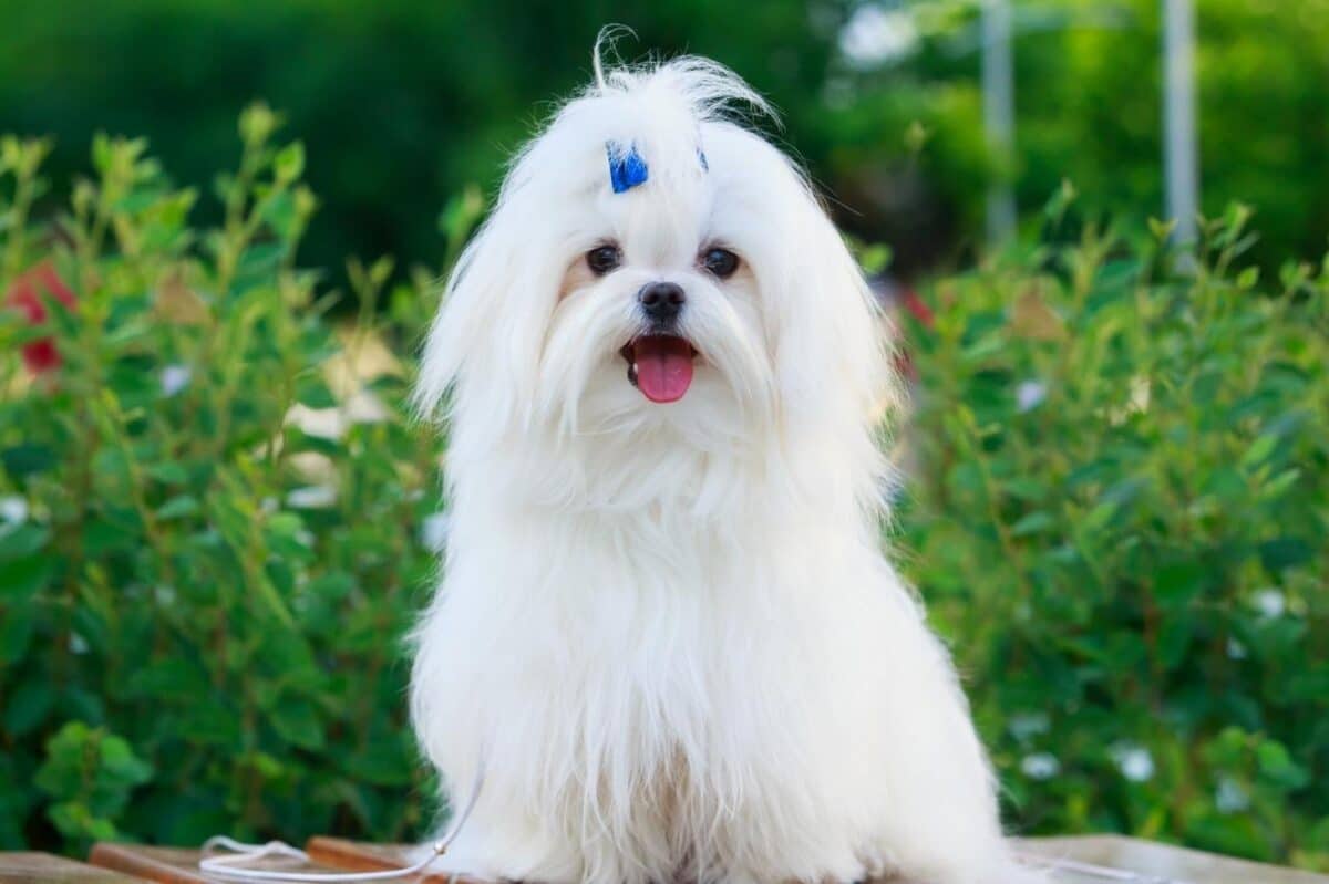 10 Small Dog Breeds With Long, Luxurious Coats