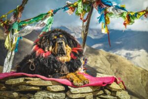 11 Breeds with Unique Cultural Significance Around the
World