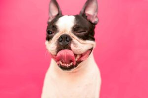 11 Dog Breeds Most Likely To Be Class Clown