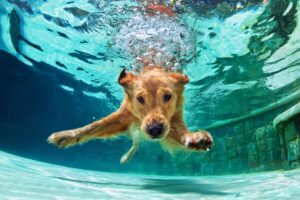 11 Dog Breeds That Are Most Enthusiastic About Water