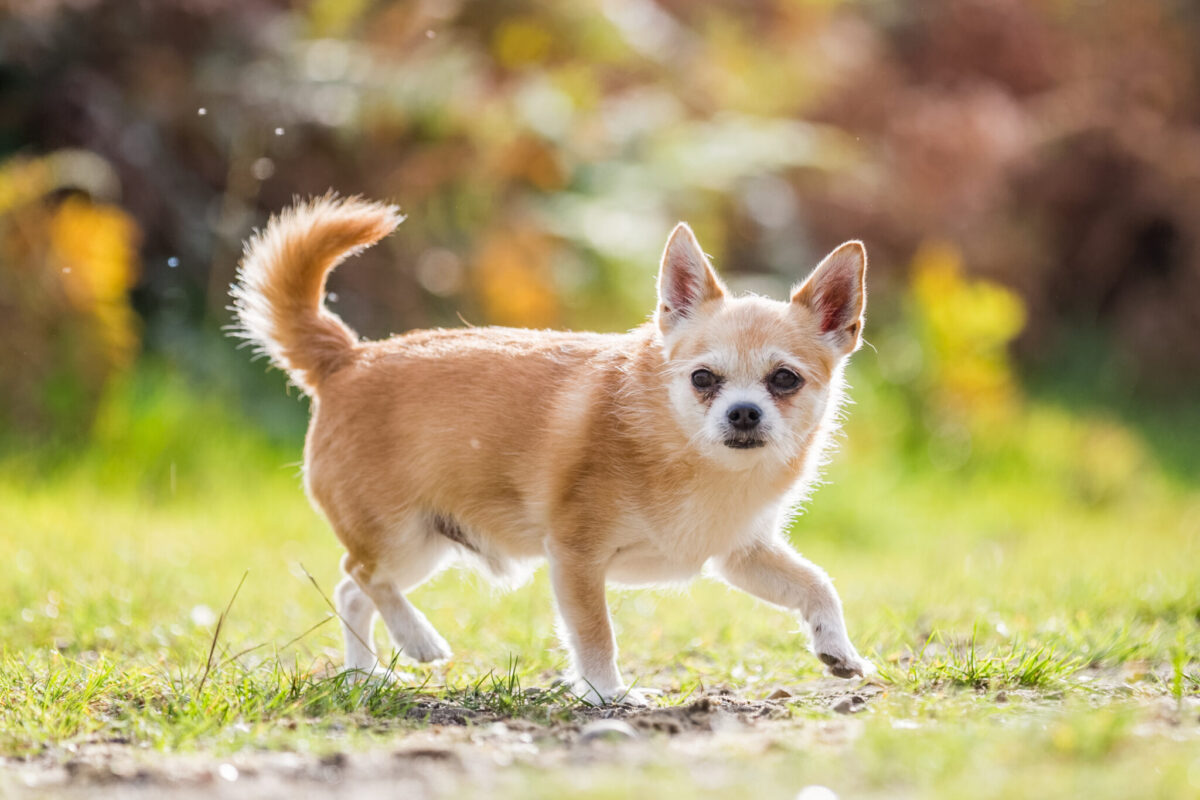 11 Dog Breeds That Have A High Prey Drive