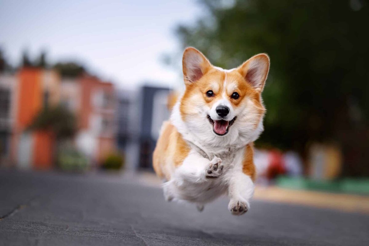 11 Dog Breeds Who Think Every Day is The Best Day
Ever