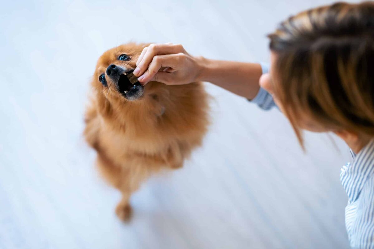 11 Dog Breeds With the Most Unusual Dietary
Preferences