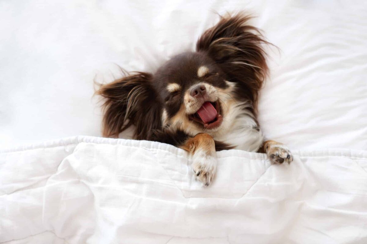 11 Dog Breeds With the Most Unusual Sleeping
Arrangements