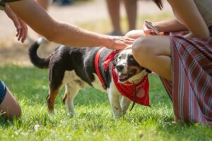 cheerful dog among people in the park