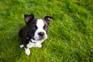 11 Easiest Dog Breeds To Take Care Of