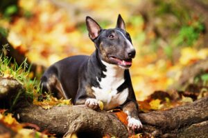 11 Leser Known Dog Breeds Who Act Like Puppies Their Whole
Life