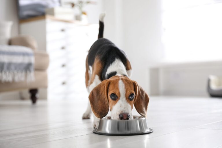 11 Most Food-Obsessed Dog Breeds