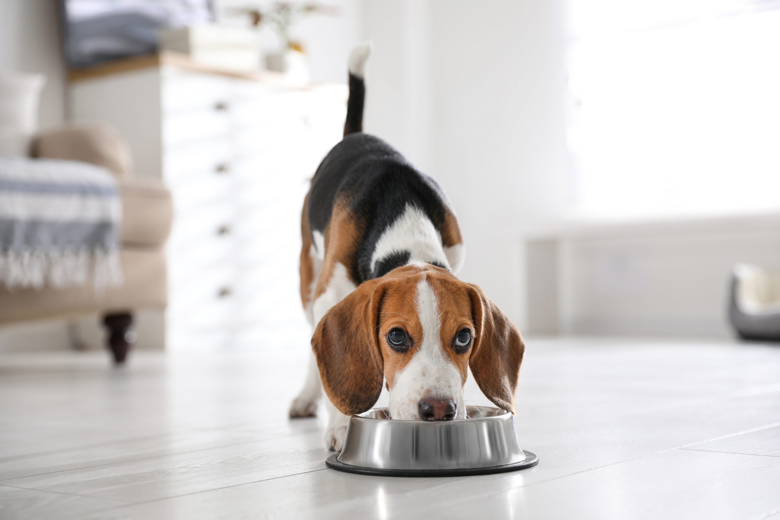 11 Most Food-Obsessed Dog Breeds