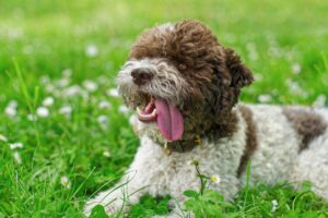 11 Surprising Dog Breeds That Are Gaining Popularity