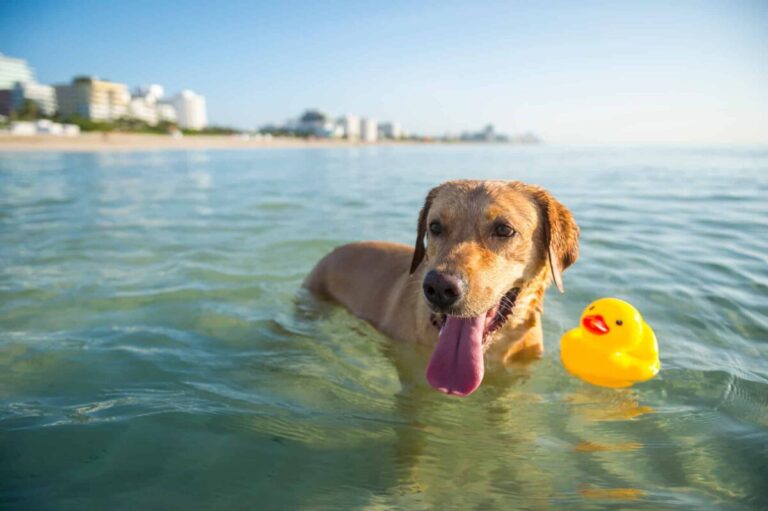 12 Dog Breeds That Would Rather Live In The Water