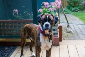 12 Dog Breeds Who Are Better Than A Home Security
System