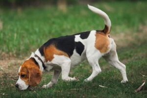 12 Dog Breeds With The Best Smelling Ability