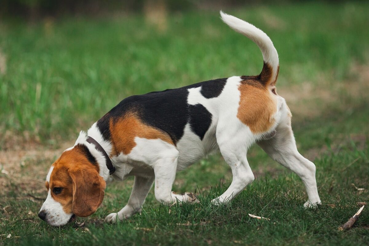 12 Dog Breeds With The Best Smelling Ability