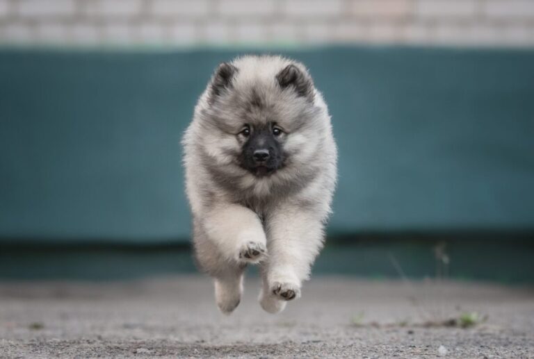 12 Dog Breeds with the Fluffiest Puppies