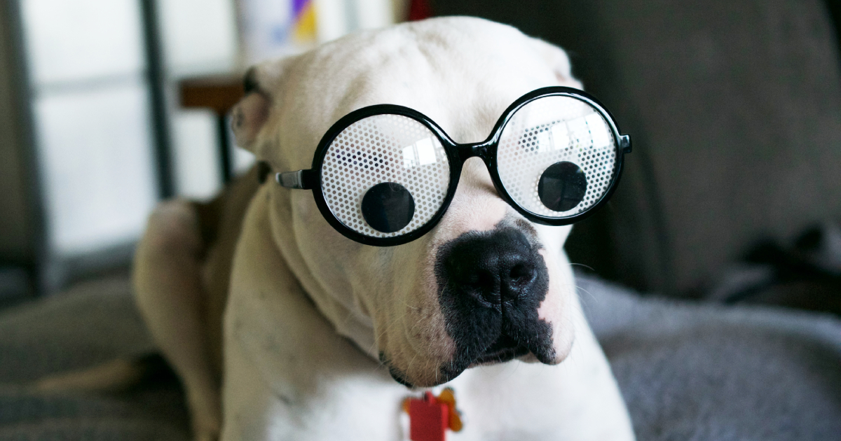 13 Dog Breeds That Are Complete Goofballs