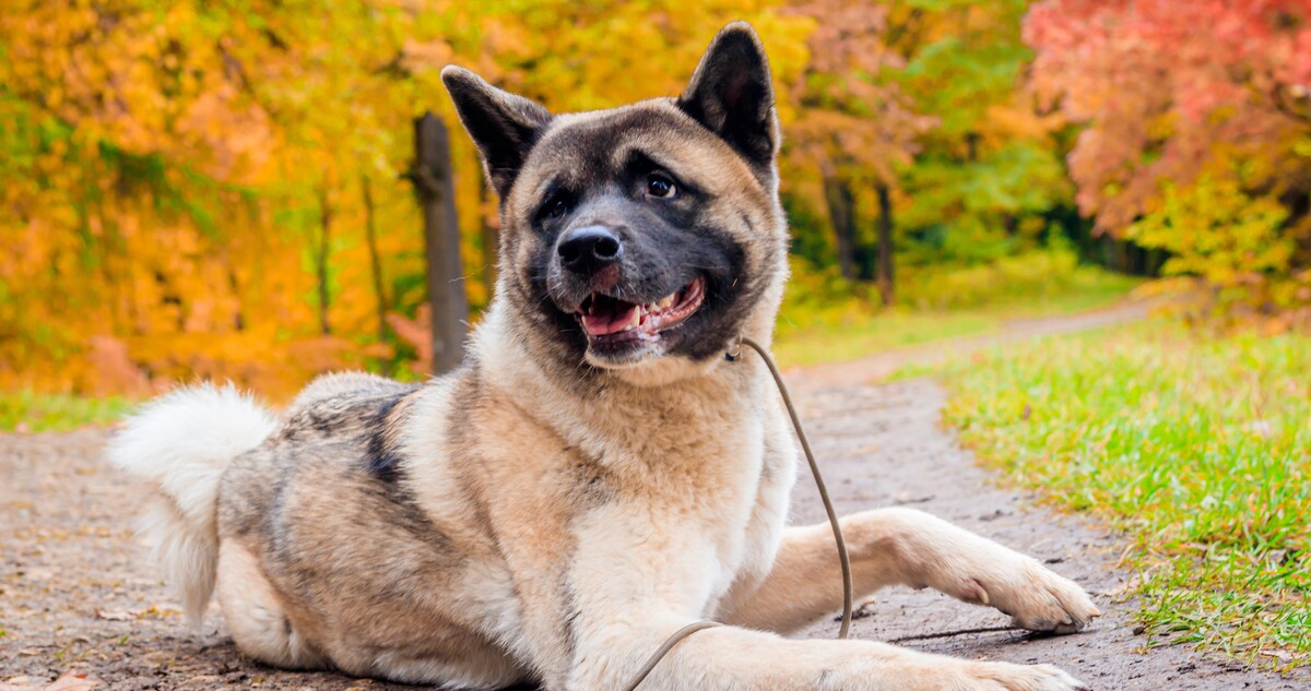 13 Dog Breeds Who are NOT Prone to Separation
Anxiety