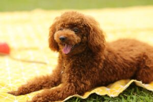 14 Dog Breeds with Long Lifespans: Puppies That Grow Old
with You