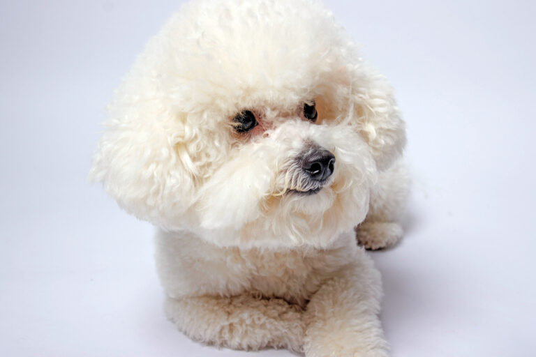 15 Adorable Bichon Frise Haircuts (With Pictures)