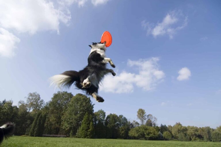 15 Dog Breeds with the Most Impressive Jumping
Abilities