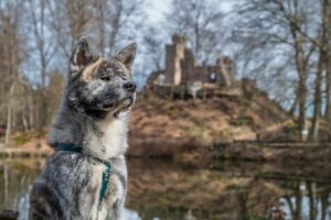 16 Fearless Dog Guardians