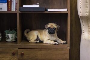 5 Best Dog Breeds for a Small Home