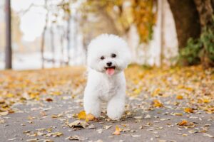 5 Dog Breeds Whose Cheerful Disposition Brightens The
Dreariest Days