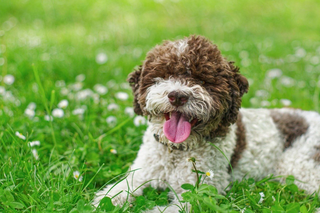 5 Dog Breeds With Curly And Wavy Coats