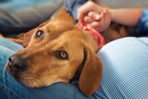 5 Incredible Things Dogs Can Sense Before They
Happen