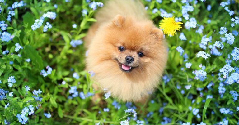 5 Irresistibly Lovable Dog Breeds